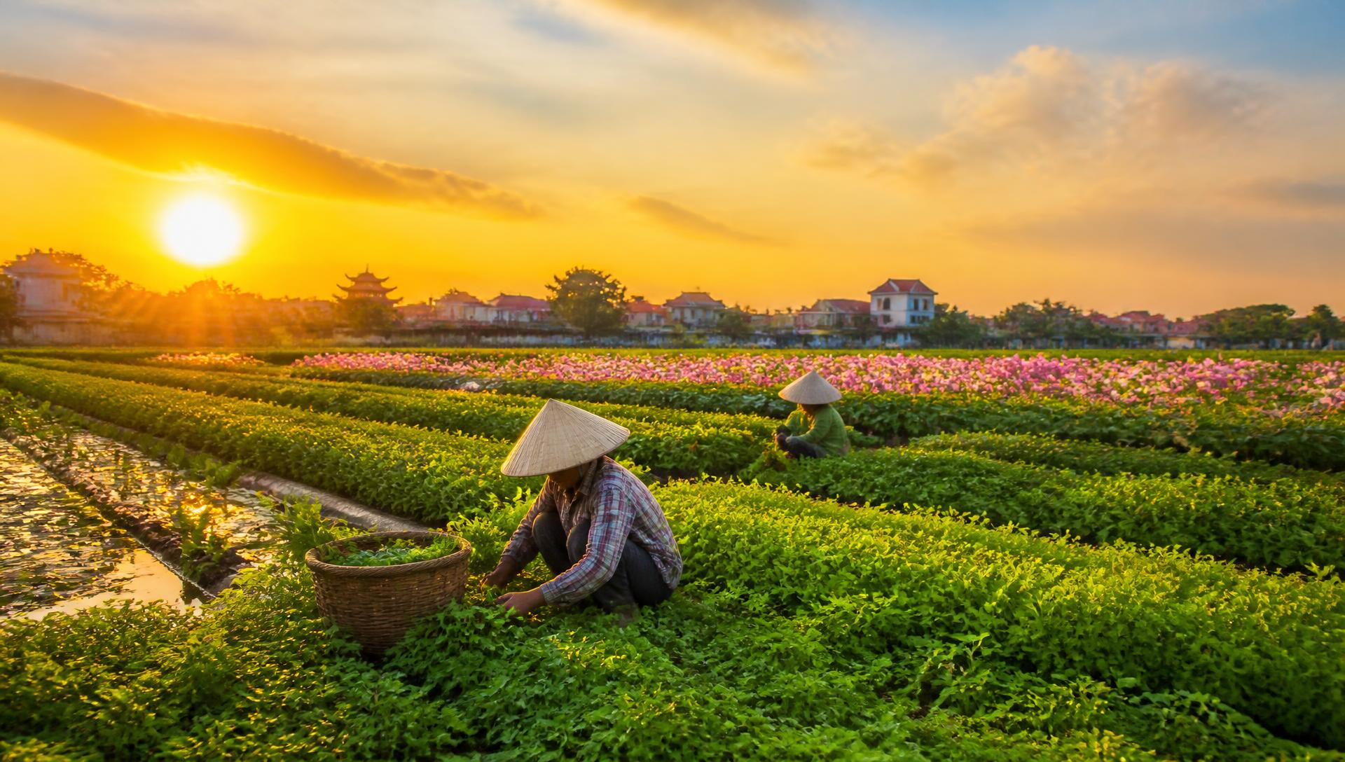 Vùng sản xuất nông sản xã Tiến Thắng